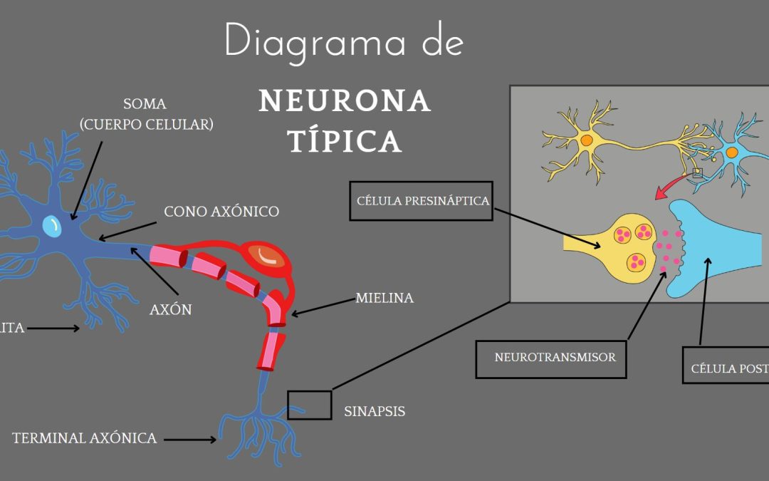 Diagrama de Neurona Típica