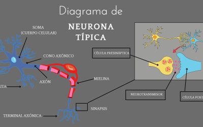 Diagrama de Neurona Típica
