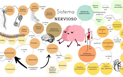 Sistema Nervioso – mapa conceptual